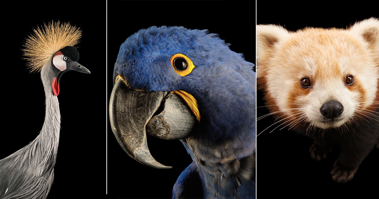 این مجموعه عکس NatGeo رنگ حیوانات در معرض خطر را گرامی می دارد