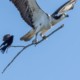 عکاس Snaps Bird که سوار بر چوب Bigger Bird می شود