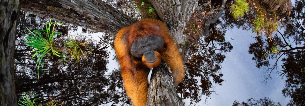 عکس Orangutan Wins Nature TTL عکاس سال 2021