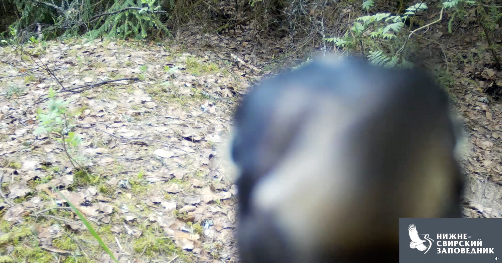 یک دارکوب تماشا کنید که به طور روشنی دوربین حیات وحش را خراب می کند